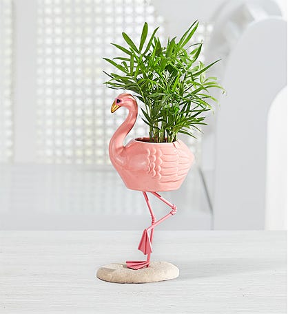 Fiona Flamingo™ Mini Palm Plant